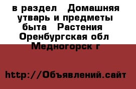  в раздел : Домашняя утварь и предметы быта » Растения . Оренбургская обл.,Медногорск г.